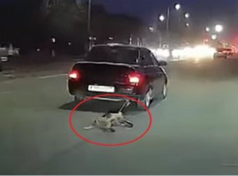 Θηριωδία: Οδηγός έσερνε σκύλο με αυτοκίνητο! (Video)