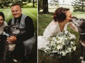Ετοιμοθάνατος σκύλος με καρκίνο παλεύει να κρατηθεί στη ζωή για να συνοδεύσει την ιδιοκτήτριά του στο γάμο της