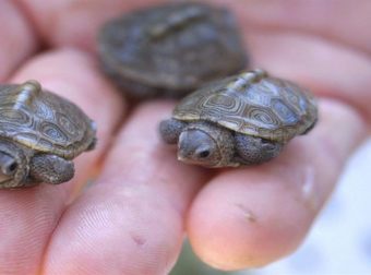 Νεόνυμφοι μοίραζαν για μπομπονιέρες ζωντανά χελωνάκια στην Κύπρο