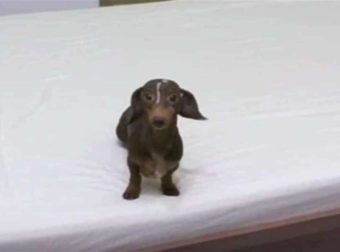 Έδωσε εντολή στον σκύλο του να μην ανέβει στο κρεβάτι – Αυτό που κατέγραψε η κάμερα θα σας κάνει να ξεκαρδιστείτε (Video)