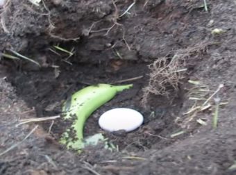 Έβαλε μια μπανάνα δίπλα σε ένα αυγό και τα σκέπασε με χώμα – Το αποτέλεσμα θα σας αφήσει άφωνους! (video)