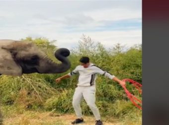 Ο viral ελέφαντας με τα 4 εκ. like στο Tik Tok που κάνει Hula Hoop
