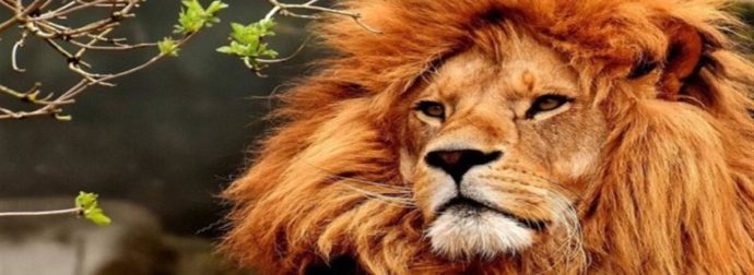 Λιοντάρι: 15 πράγματα που δεν ξέρατε για τον “Βασιλιά της ζούγκλας”