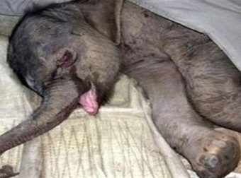 Το καημένο: Ελεφαντάκι κλαίει απαρηγόρητο για 5 ώρες επειδή το έδιωξε η μητέρα του