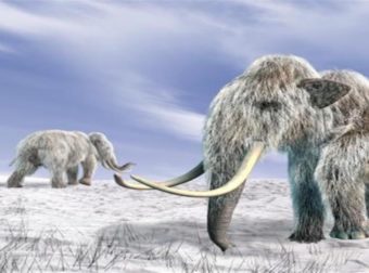 Τα μαμούθ ξανάρχονται: Πως θα γίνει η επιστροφή τους 10.000 χρόνια μετά την εξαφάνιση – Τι λέει επιστήμονας