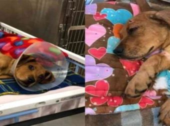 Εγκατέλειψαν τον σκύλο τους και έχασε σε ατύχημα ένα μάτι και δύο πόδια, αλλά όλα άλλαξαν όταν…