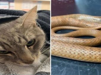 Ήρωας γάτος “ξεχύνεται” στη μάχη με φονικό φίδι – Αυτό που ακολούθησε ανατρίχιασε όσους παρακολουθούσαν