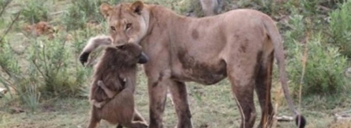 Λιοντάρι σκοτώνει μπαμπουίνο κι ανακαλύπτει το μωρό του- Δεν θα πιστεύετε την συνέχεια!