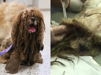 Πήγε στον κτηνίατρο έναν παραμελημένο και βρώμικο σκύλο, τον κούρεψαν και έμειναν έκπληκτοι με τη μεταμόρφωσή του