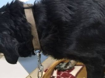 Απίστευτη κτηνωδία στα Χανιά: Έδεσε σκυλάκι στον προφυλακτήρα του αυτοκινήτου και το έσερνε στον δρόμο (photos)