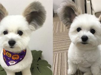 Σκύλος με αυτιά που μοιάζουν με του Μίκυ Μάους έχει ξετρελάνει το διαδίκτυο