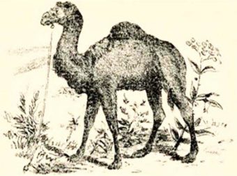 Βρες τον κρυμμένο αναβάτη της καμήλας: Το τεστ παρατηρητικότητας που ελάχιστοι λύνουν σε λιγότερο από 1 λεπτό