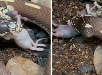 Δικέφαλο φίδι καταβροχθίζει ποντίκια – Το viral βίντεο που ανατριχιάζει!