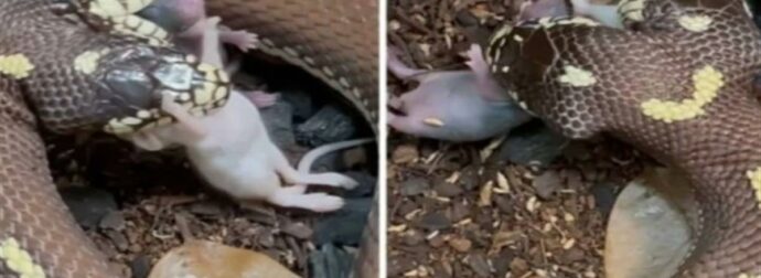 Δικέφαλο φίδι καταβροχθίζει ποντίκια – Το viral βίντεο που ανατριχιάζει!