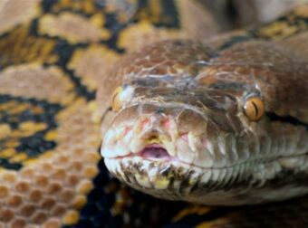 Τρομακτικό: Αυτό το αγοράκι έπαιζε αμέριμνο όταν ξαφνικά πετάχτηκε από τους θάμνους ένα τεράστιο φίδι (Video)