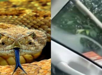 Ιδρώτας “έλουσε” οδηγό όταν την ώρα που οδηγούσε “ξεπρόβαλε” στο παμπρίζ ένα γιγάντιο φίδι (video)