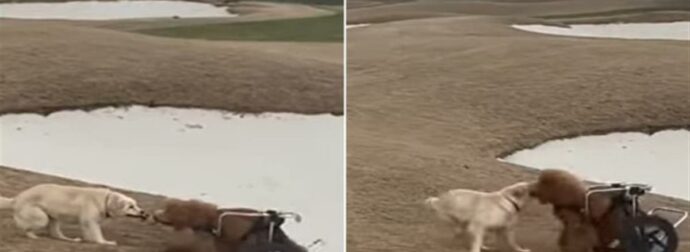 Ο ορισμός της φιλίας: Σκύλος βοηθά έναν άλλον σε αναπηρικό καροτσάκι που ήταν κολλημένο στην άμμο (Video)