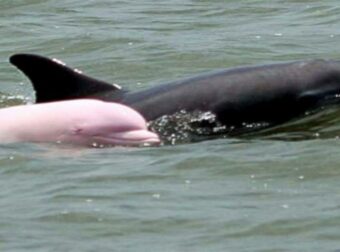 Απίστευτο! Μωρό ροζ δελφίνι κολυμπάει στο νερό και παίζει με τη μητέρα του (photos)