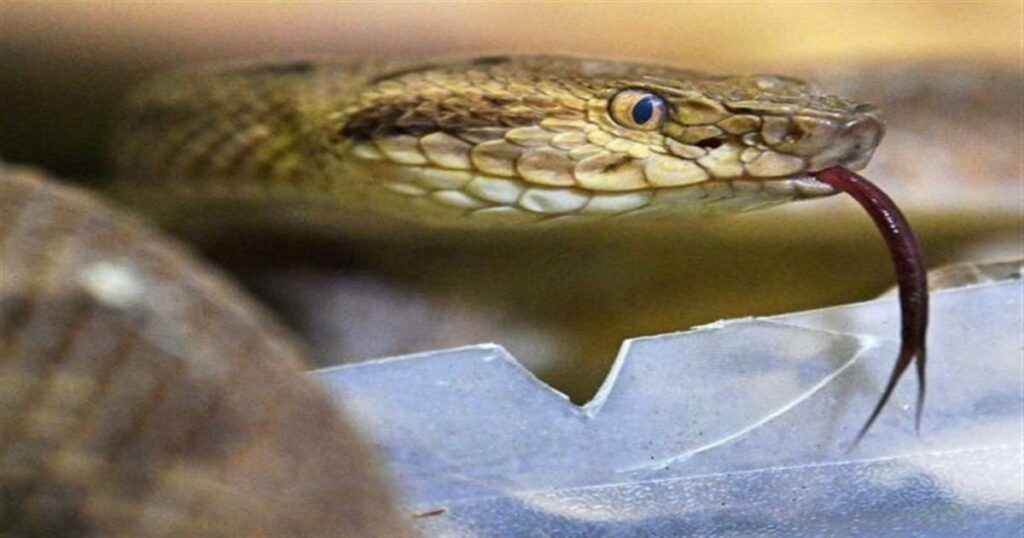 Αυτό είναι το μεγαλύτερο φίδι στον κόσμο – Δεν θέλετε να ξέρετε τι τρώει! (Video)