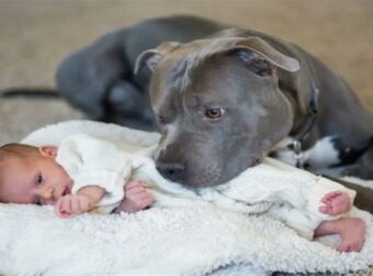Είπε στη γυναίκα του ότι πρέπει να δώσουν το pitbull γιατί φοβόταν για το μωρό – Ο σκύλος όμως άλλαξε την γνώμη του πατέρα με την “συμπεριφορά” του