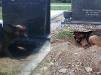 Νόμιζαν ότι ο σκύλος θρηνούσε στον τάφο του ιδιοκτήτη του – Η πραγματικότητα ήταν πολύ διαφορετική!