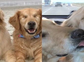 Ένας τυφλός σκύλος έχει για οδηγό μια σκυλίτσα που είναι πάντα δίπλα του – Φωτογραφίες που σίγουρα θα σας συγκινήσουν