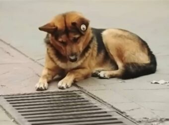 Σκύλος κοίταζε τον υπόνομο κάθε μέρα – Οι άνθρωποι σοκαρίστηκαν όταν άνοιξαν την καταπακτή (Video)
