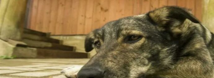 Φρίκη στη Δράμα: Έκοψε με ψαλίδι τα αυτιά αδέσποτου σκύλου – Κάτοικοι άκουσαν τα ουρλιαχτά του και κάλεσαν την αστυνομία