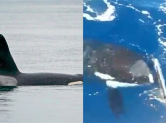 Νέο θρίλερ με θαλάσσιο κήτος: Βίντεο σοκ με επίθεση φάλαινας όρκας σε σκάφος (video)