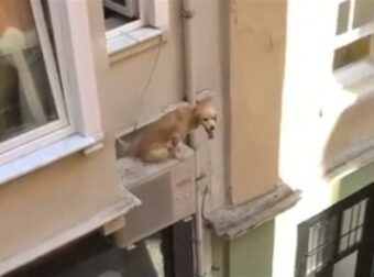 Τετραπέρατος σκύλος: Είχε παγιδευτεί σε περβάζι – Πώς τον διέσωσαν (Video)