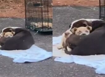 Η μαμά αγκαλιάζει το κουτάβι της για να το ζεστάνει στο δρόμο και να το προστατέψει από το κρύο (video)