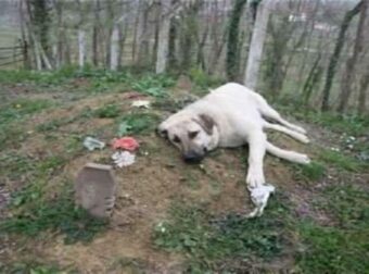 Σκύλος φυλάει τον τάφο του ιδιοκτήτη του – Όταν κοιτάζουν πίσω από την ταφόπλακα σοκάρονται