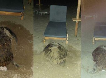 Κρήτη: Θαλάσσια χελώνα πάσχιζε να γεννήσει τα αυγά της ανάμεσα σε δεκάδες ξαπλώστρες