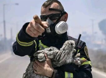 Φωτιά στη Ρόδο: Πυροσβέστης κρατά αγκαλιά δύο λαγουδάκια και ένα γατάκι που διέσωσε από τις φλόγες
