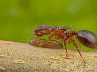 Κάθε μέρα, ένα μικρό μυρμήγκι πήγαινε στη δουλειά του πολύ νωρίς και ξεκίναγε αμέσως να δουλεύει