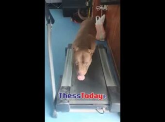 Θεσσαλονίκη: Σκύλος κάνει προπόνηση σε γuμναστήριο – Αχώριστος από το αφεντικό του (photos)