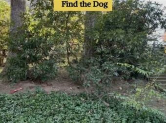 Οπτική ψευδαίσθηση: Μόνο αν έχετε ικανότητες ντετέκτιβ θα εντοπίσετε τον σκύλο σε 10 δευτερόλεπτα