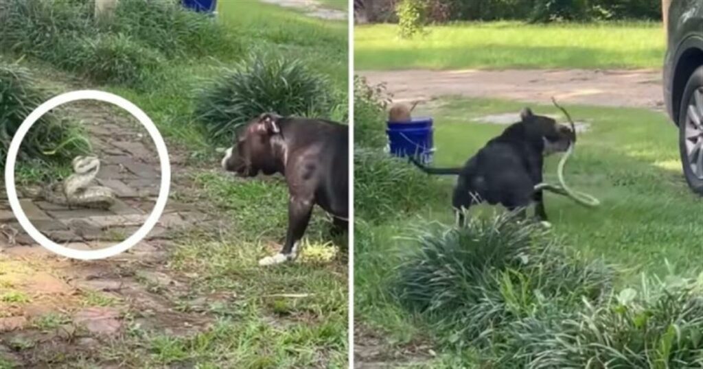 Μάχη μέχρι τελικής πτώσης: Σκύλος παλεύει με ένα φίδι για να σώσει το σπίτι του (video)