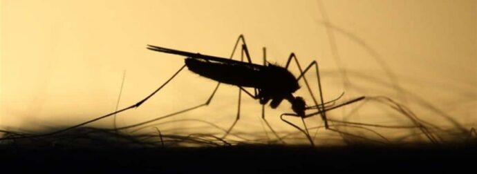 Προσοχή στα κουνούπια που μεταδίδουν τον ιό του Δυτικού Νείλου – Τα μέτρα προφύλαξης του ΕΟΔΥ