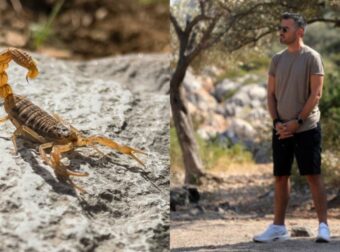 Tempting Fortune: Τεράστιος σκορπιός τσίμπησε παίκτρια – «Ο γιατρός μου πε “θα μάθουμε σε μισή ώρα αν θα πεθάνω”»