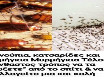Κουνούπια, κατσαρίδες και μυρμήγκια Τέλος: Ο αλάνθαστος τρόπος να τα “διώξετε” από το σπίτι & να απαλλαγείτε μια και καλή
