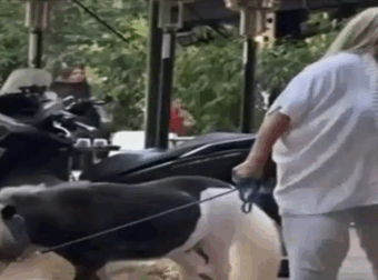Γυναίκα έβγαλε βόλτα το πόνυ της στο κέντρο της Αθήνας