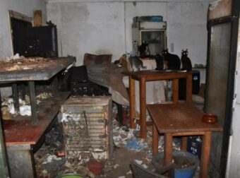 «Aγαπάω τα γατάκια και θέλω μόνο το καλό τους»: Τρία χρόνια φυλακή στον βασανιστή και δολοφόνο ζώων στη Δονούσα