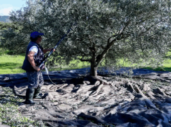 «Βόμβα» για όσους έχουν ελιές στην Ελλάδα, ακόμη και αν δεν τις μαζεύουν ή δεν βγάζουν λάδι – Πρέπει να κάνουν 1 πράγμα αλλιώς πληρώνουν