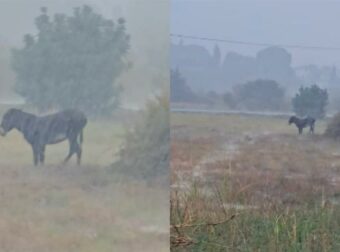 Οργή στην Πάφο: Γαϊδουράκι ήταν δεμένο μέσα στη θεομηνία – Πώς διασώθηκε (video)