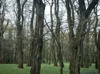 Τραγικό περιστατικό στην Χαλκιδική: 79χρονος έχασε τη ζωή του όταν καταπλακώθηκε από κορμό δέντρου