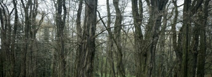Τραγικό περιστατικό στην Χαλκιδική: 79χρονος έχασε τη ζωή του όταν καταπλακώθηκε από κορμό δέντρου