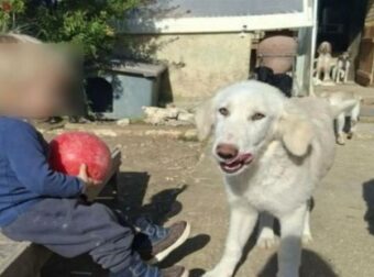 «Το πίτμπουλ τρόμαξε από πυροβολισμούς κυνηγών»: Αποκαλύψεις από τη μητέρα του 2χρονου για την τραγωδία στη Ζάκυνθο