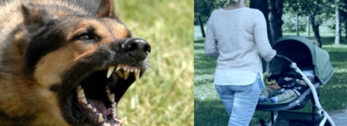 Εφιάλτης στα Ιωάννινα για μητέρα με νήπιο: Της επιτέθηκε αδέσποτος σκύλος  – Κατέληξε στο νοσοκομείο