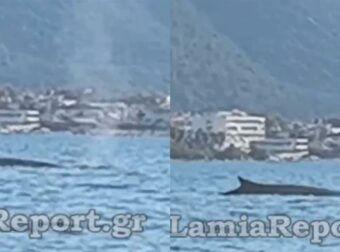 Φάλαινα – φυσητήρας έκανε βόλτες στα Καμένα Βούρλα λίγα μέτρα από την ακτή (video)